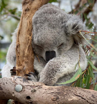 Wild Koala Rescue – Koala Hospital