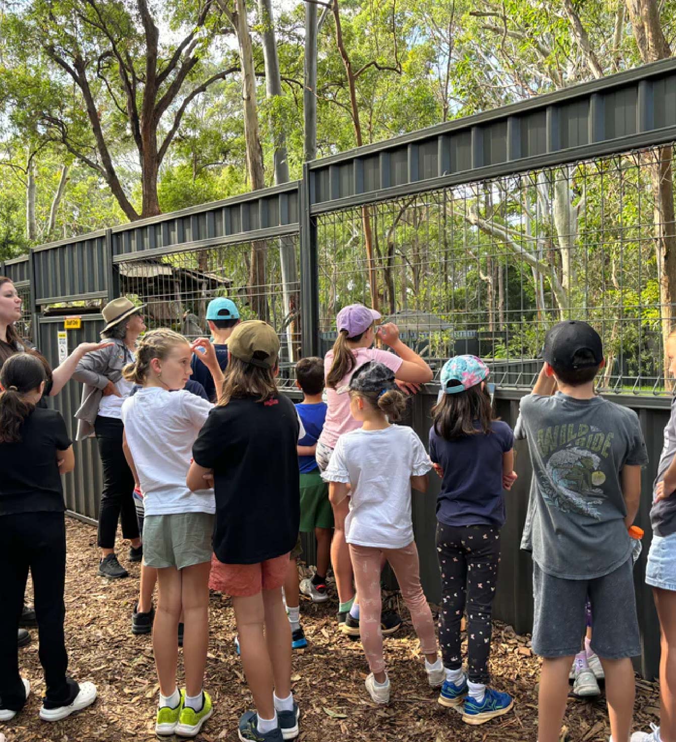 Welcome to the Koala Conservation Hospital Port Macquarie