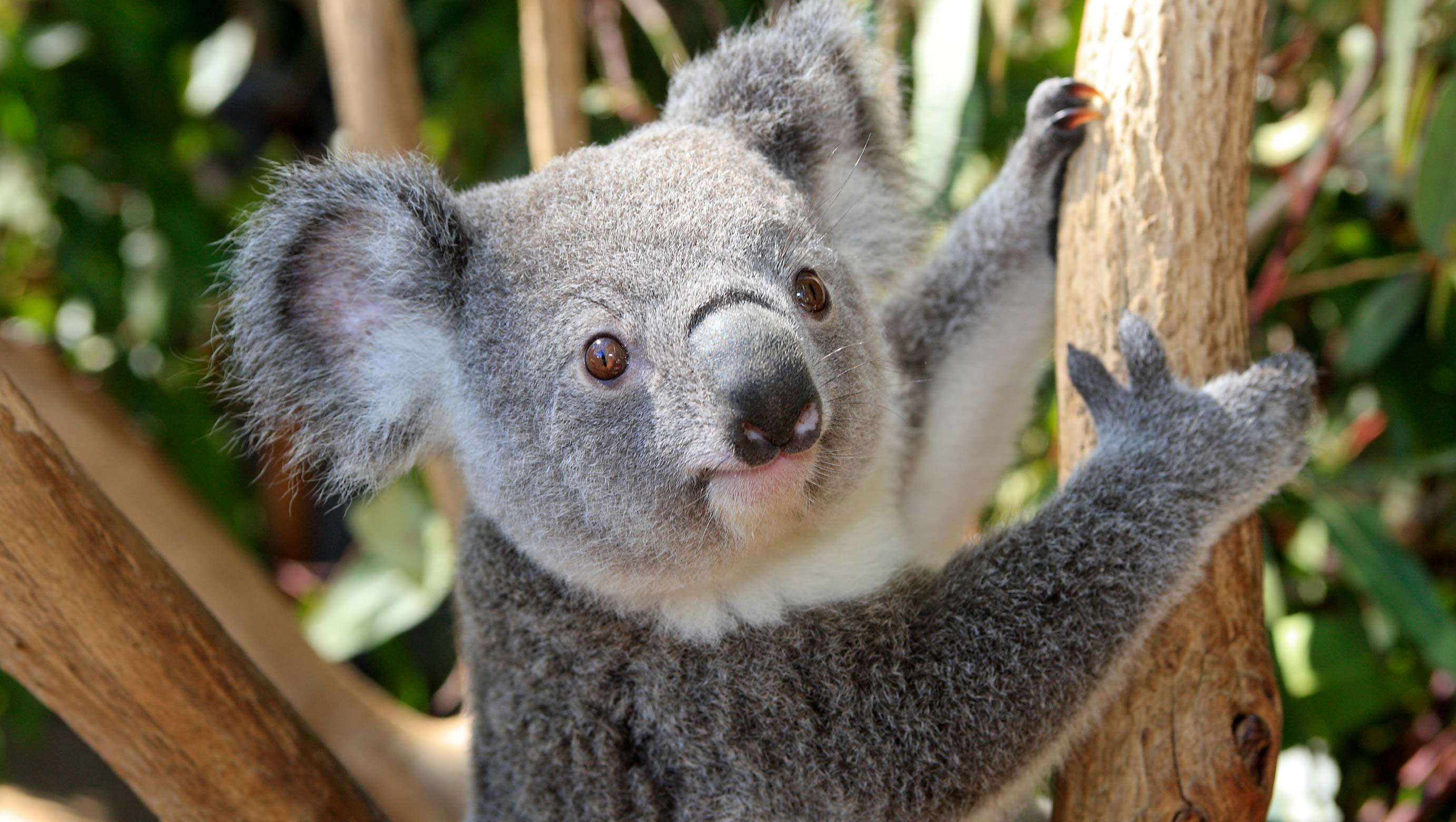 Load video: Port Macquarie Koala Conservation Hospital Australia