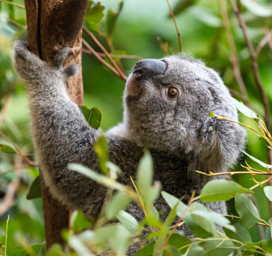 Learn About Koalas with Koala Conservation Australia – Koala Hospital