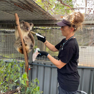 Wild Koala Rescue – Koala Hospital