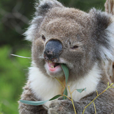 Wild Koala Rescue – Koala Hospital