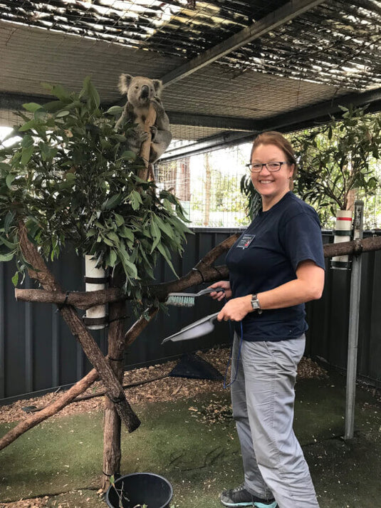 Work experience – Koala Conservation Australia