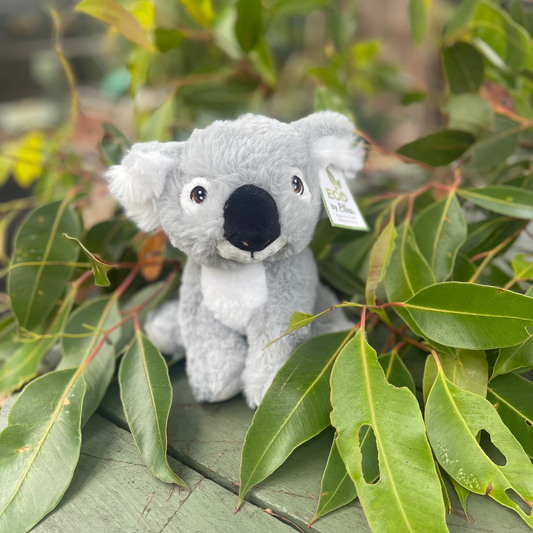 Koala Toy at Koala Cafe Port Macquarie NSW Australia