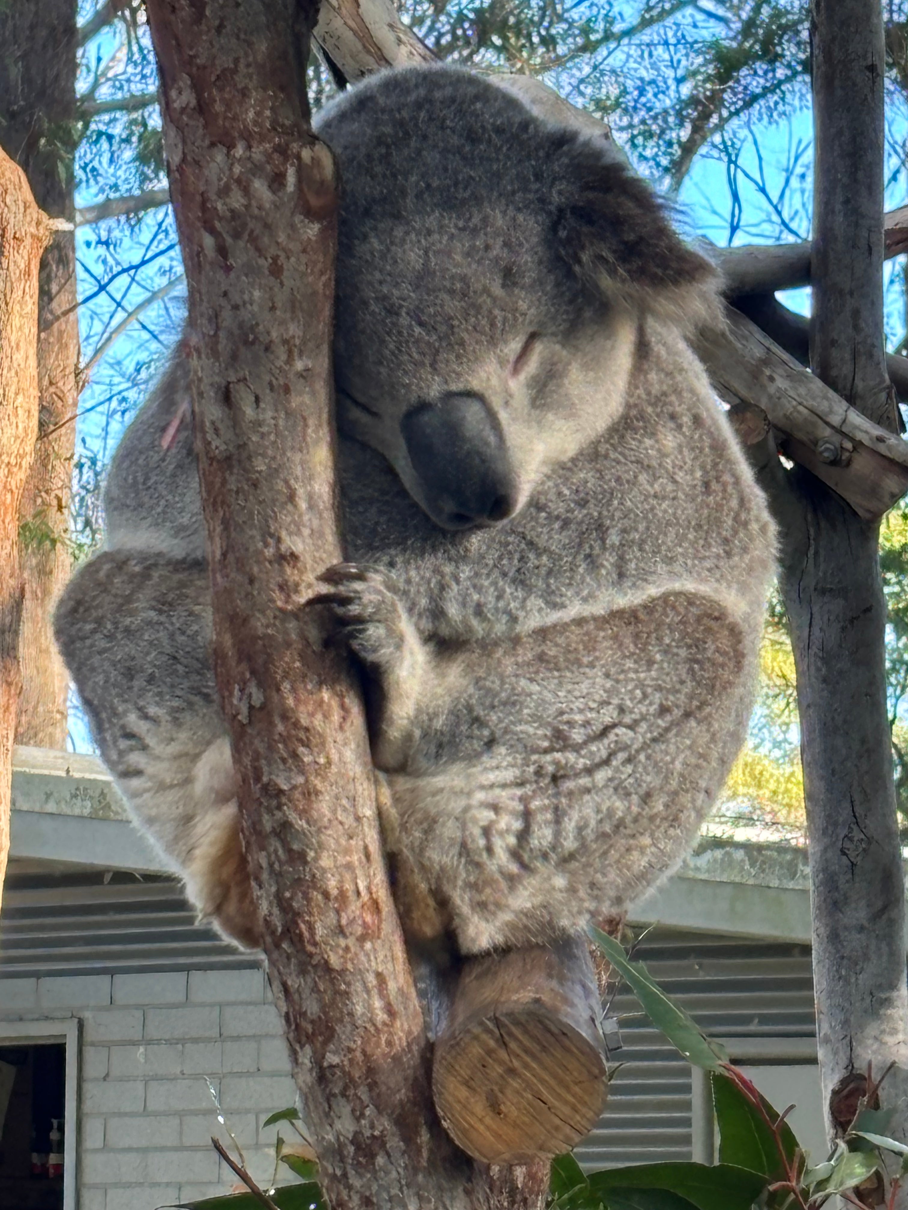 Koala