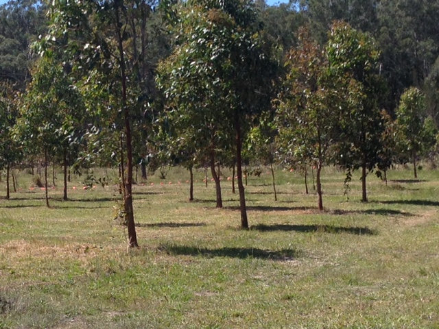 The purchase of land at the Ruins Way in Port Macquarie.