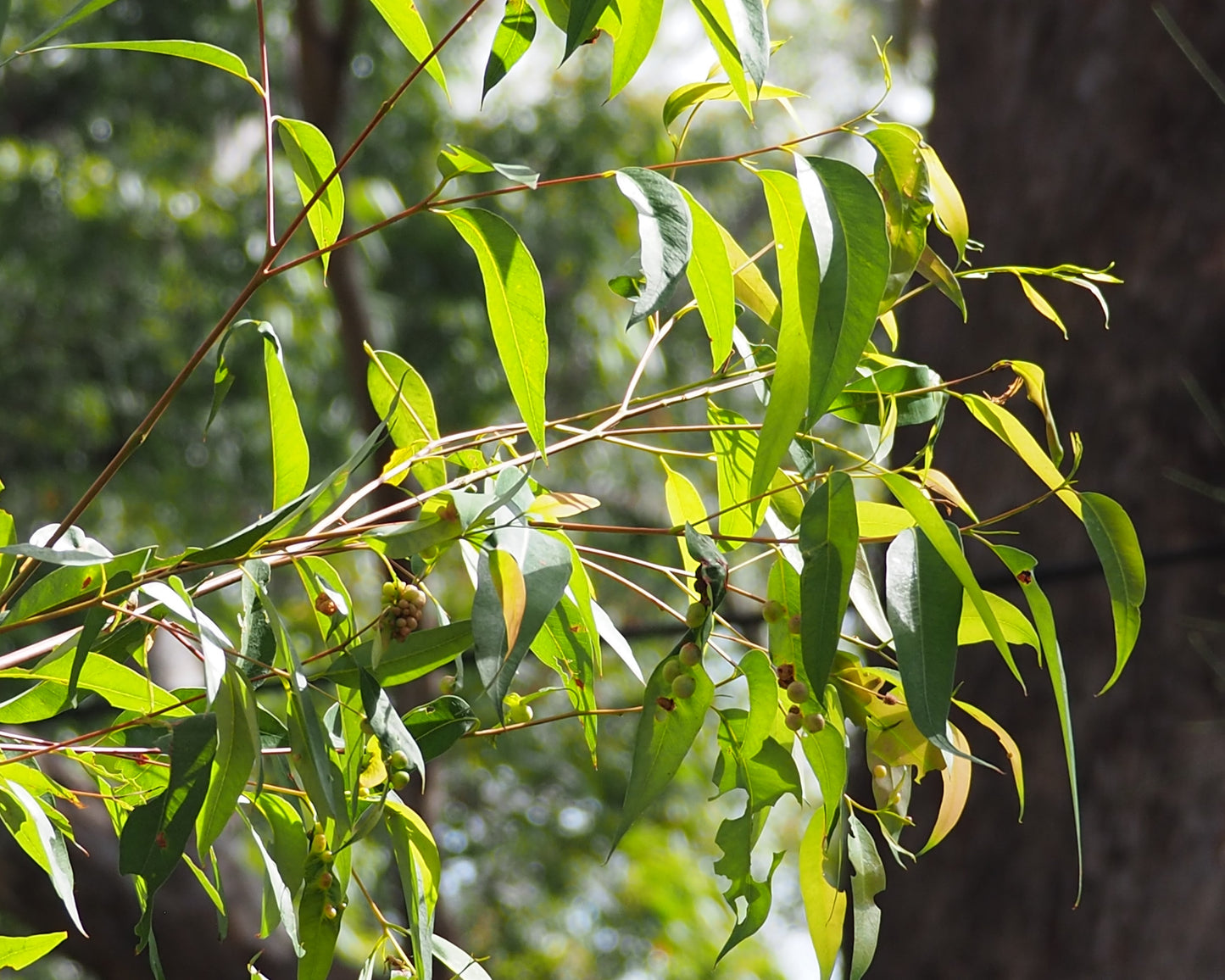 Fund the planting of a Koala Food tree - donate to save the koalas