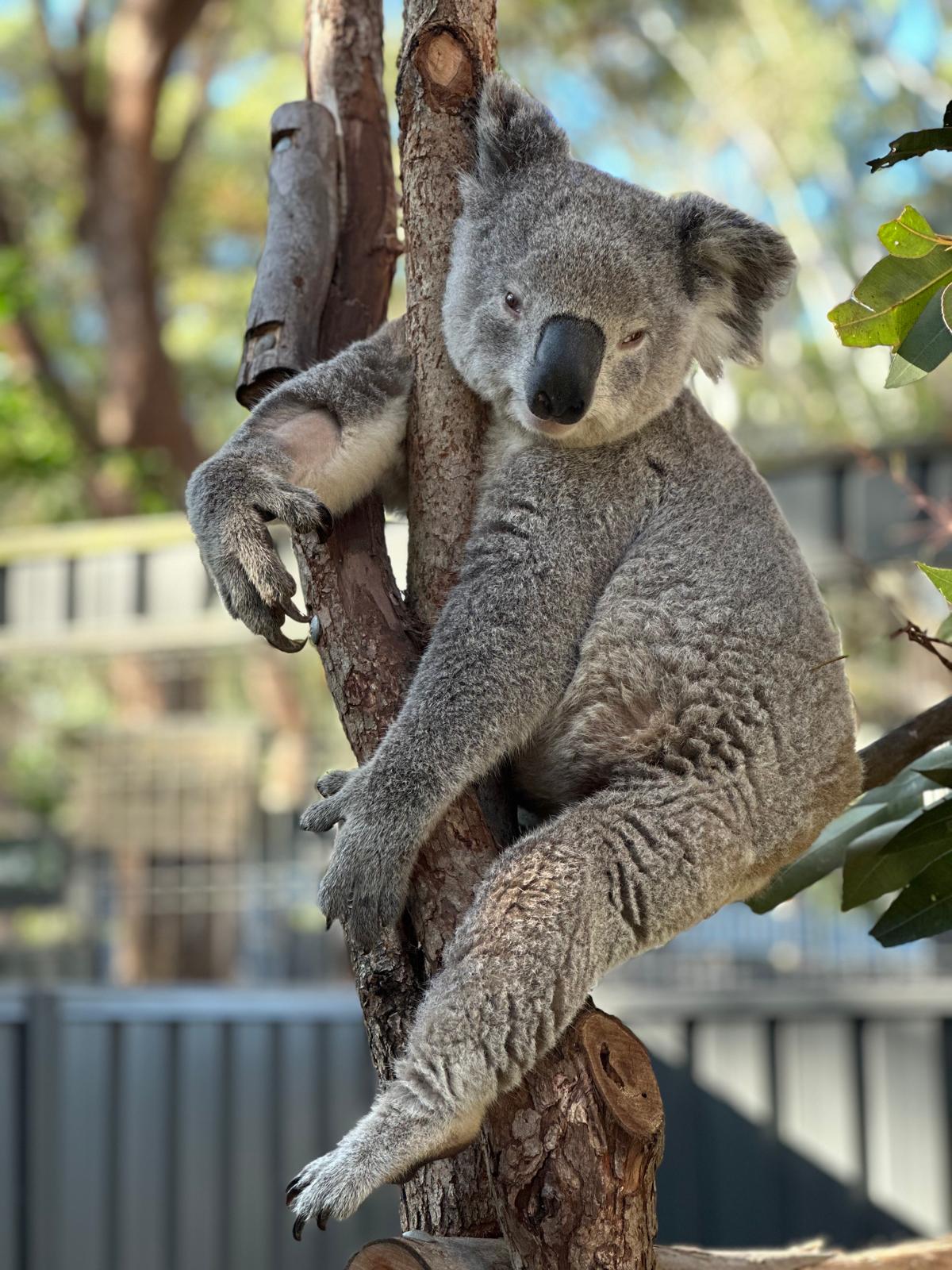 Campbelltown Hunter