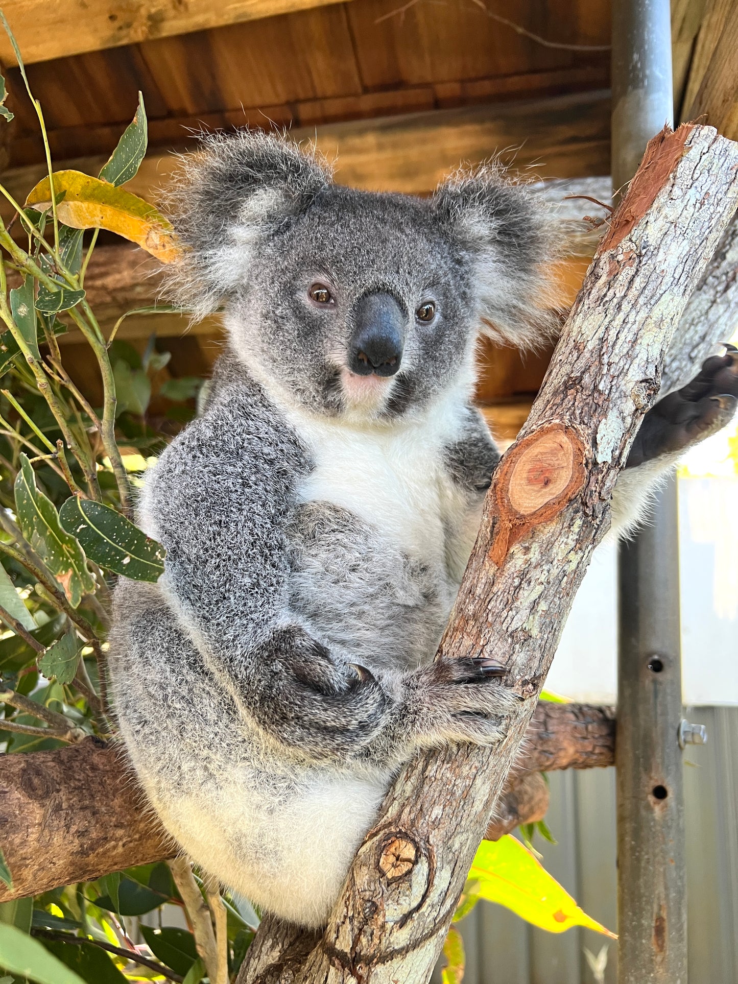 Trish Port Macquarie Australian Koala in tree