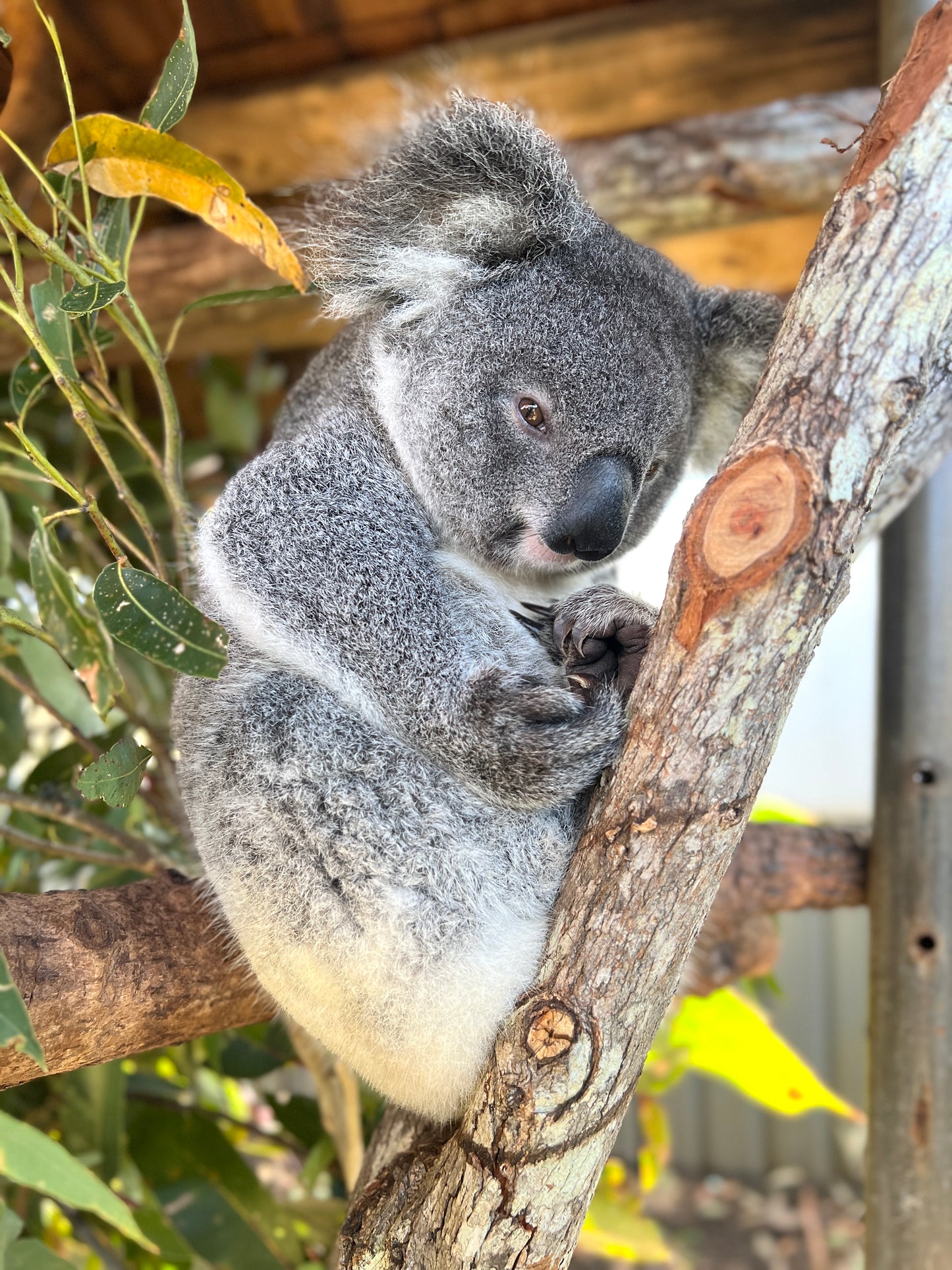 Trish Australian Koala save injured wildlife