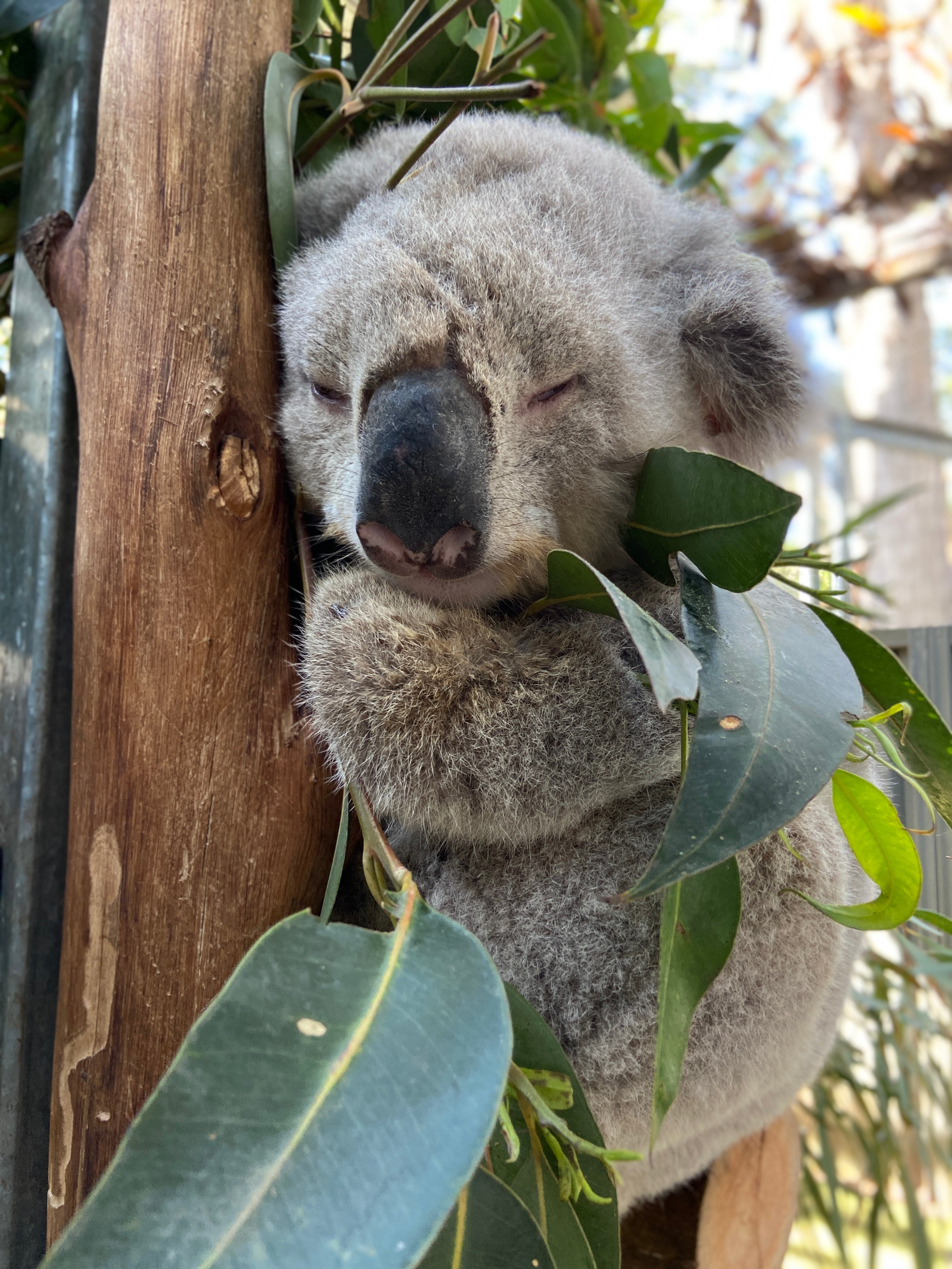 Koala