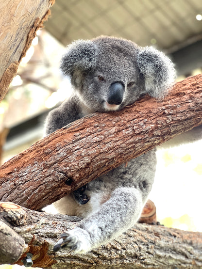 Trish cute injured koala