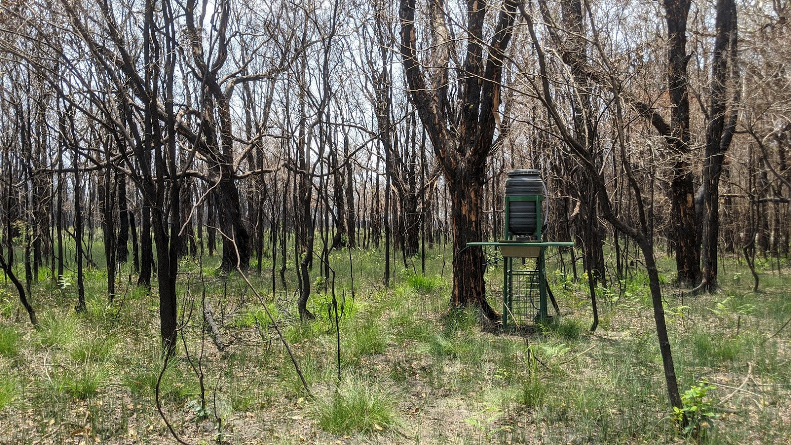 Black Summer Bushfires