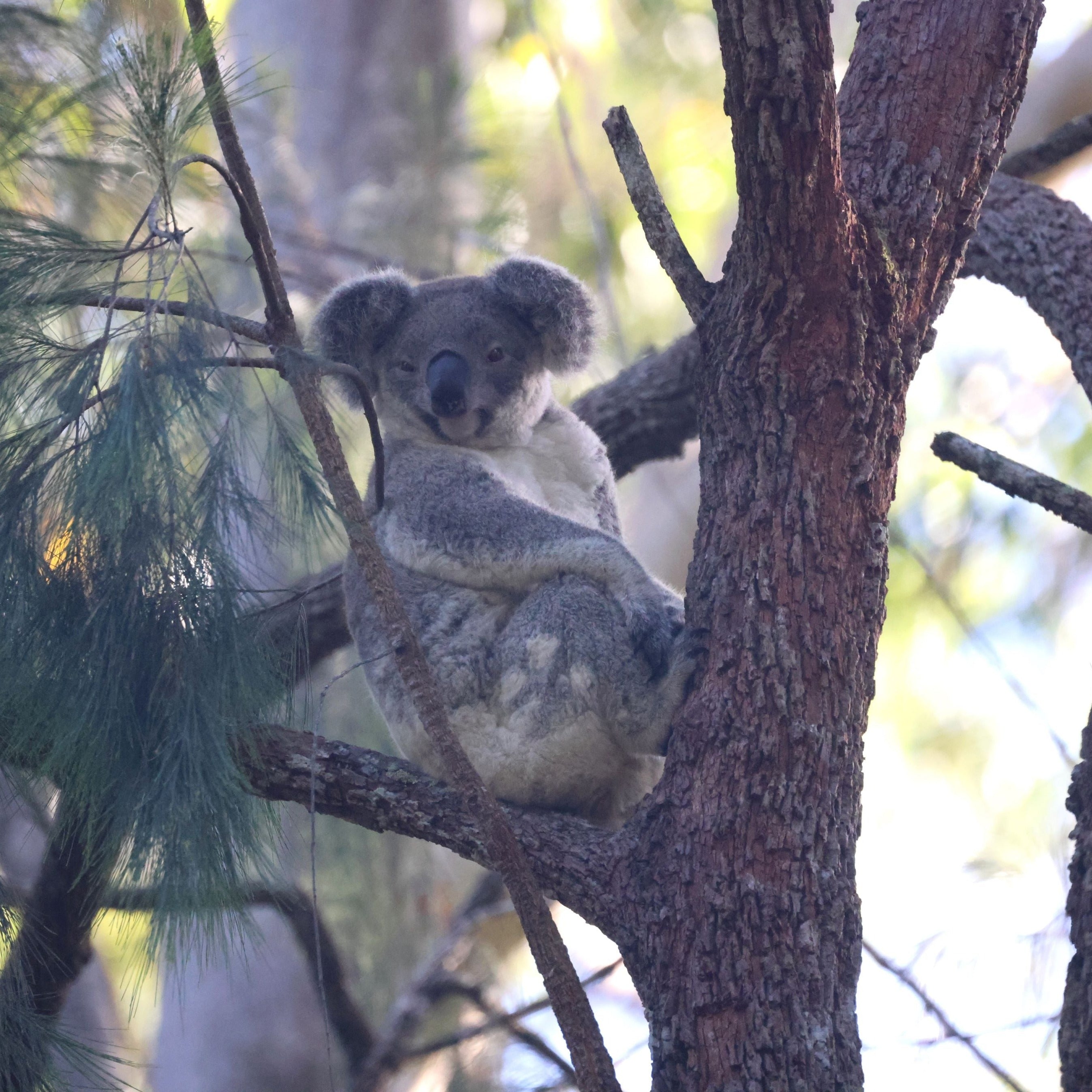 Koala