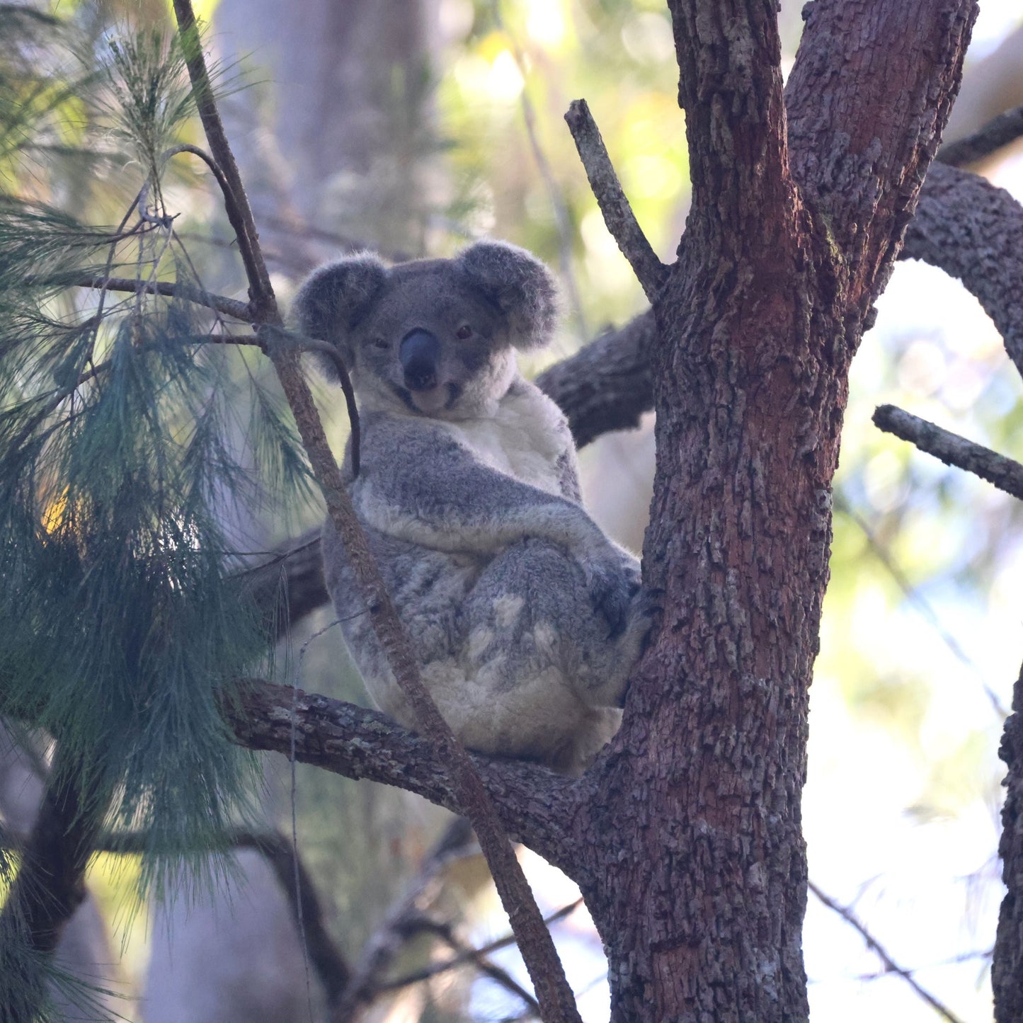 Wild Koala Breeding