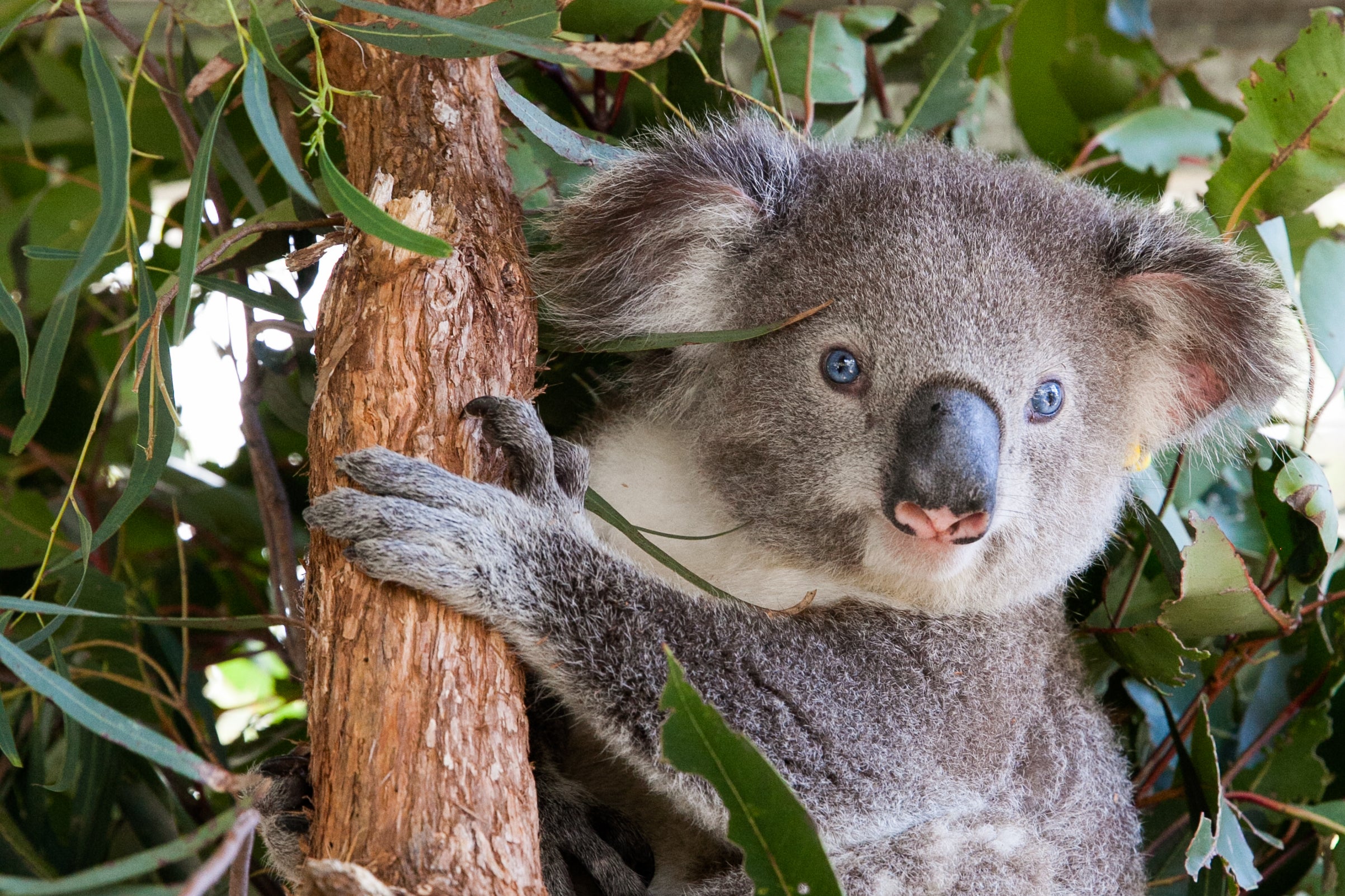 Joey’s Corner- Fun koala activities for kids – Koala Conservation Australia