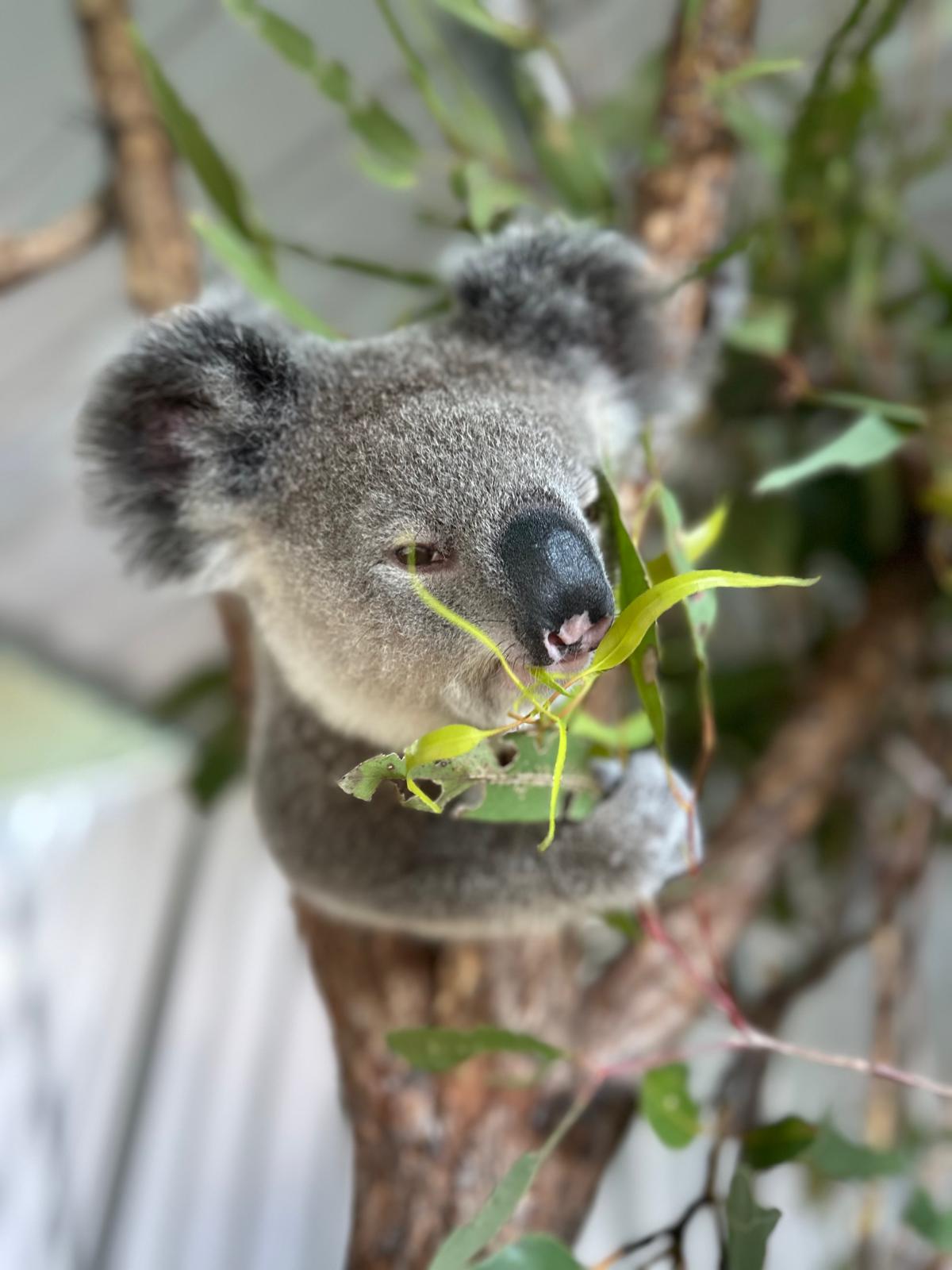 Delungra  Nigel