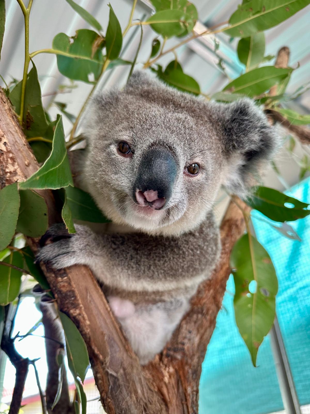 Koala
