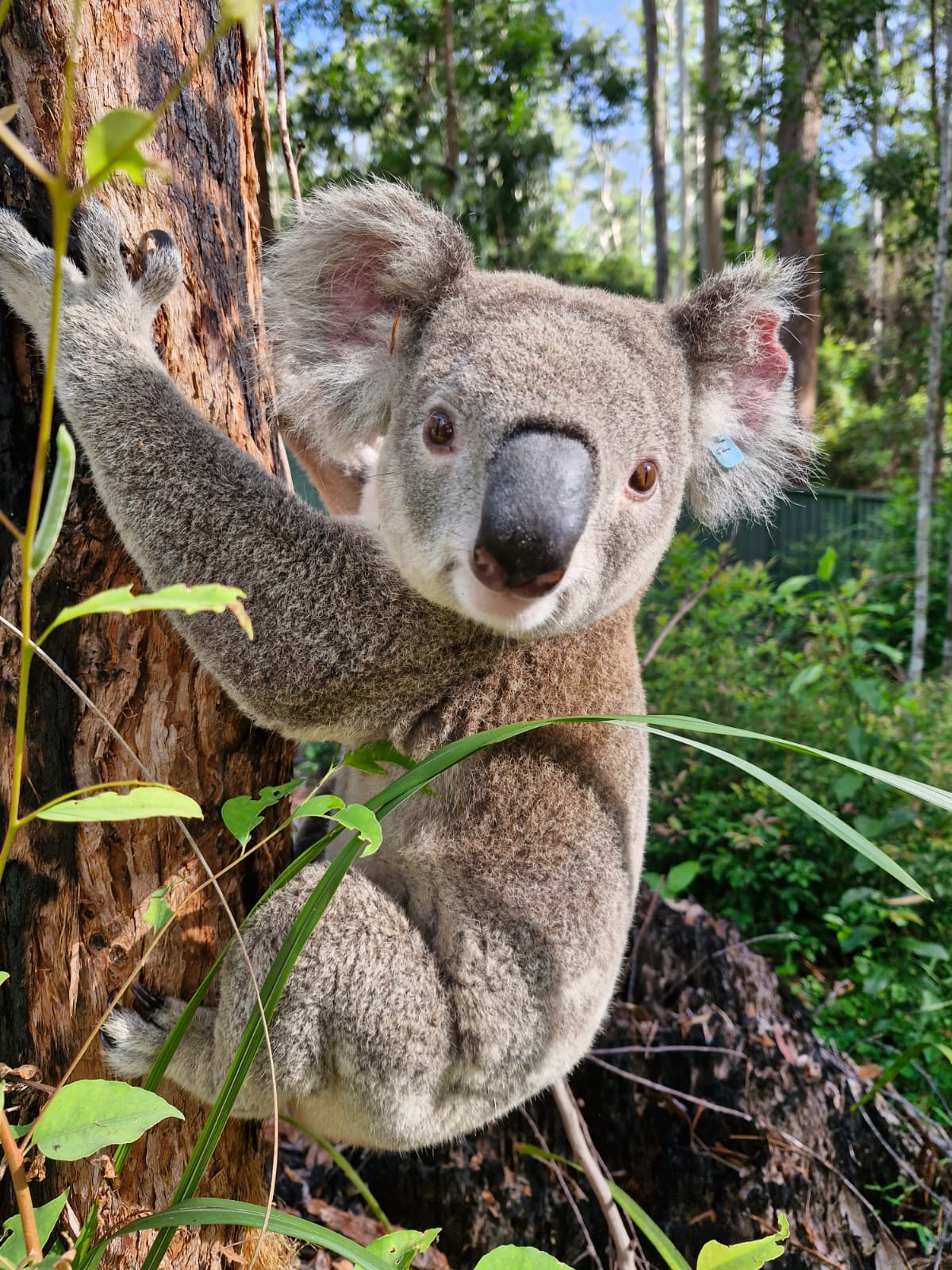 Close-up of Nero the koala looking curious – Adopt a koala today