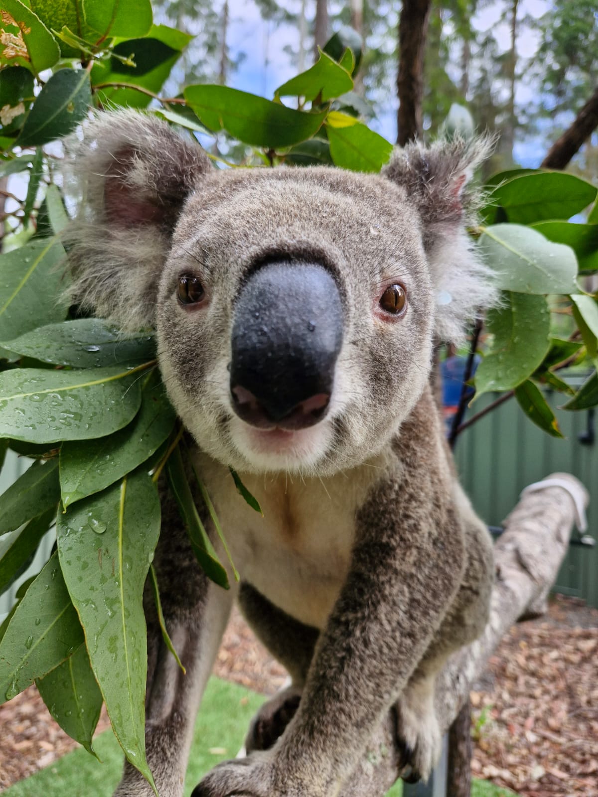 Nero the koala resting in a tree – Symbolic koala adoption supporting conservation efforts