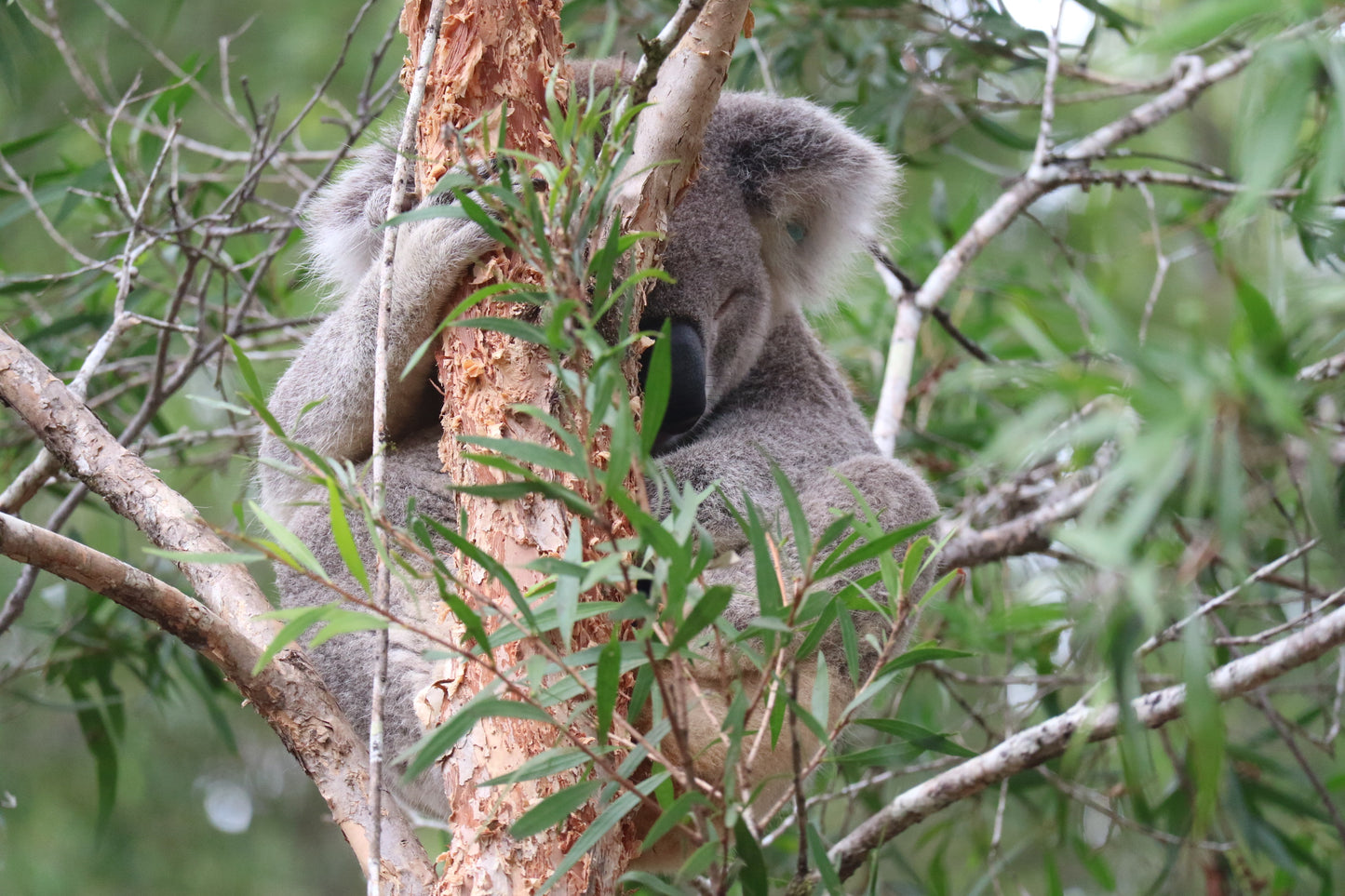 Nero the koala in his habitat at Koala Conservation Australia