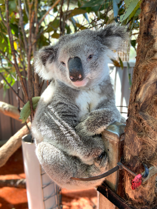 Adopt a Koala - Campbelltown Benny