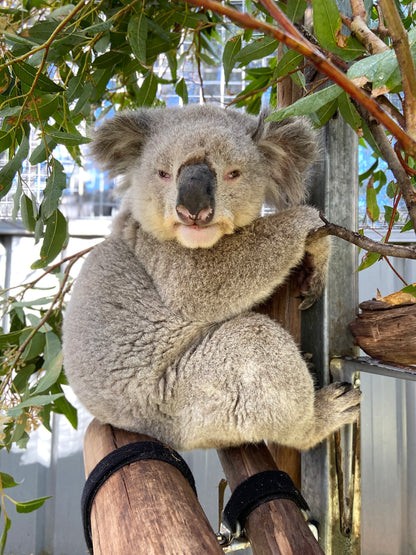 Casper - Adopt a Koala - Large male fluffy Koala