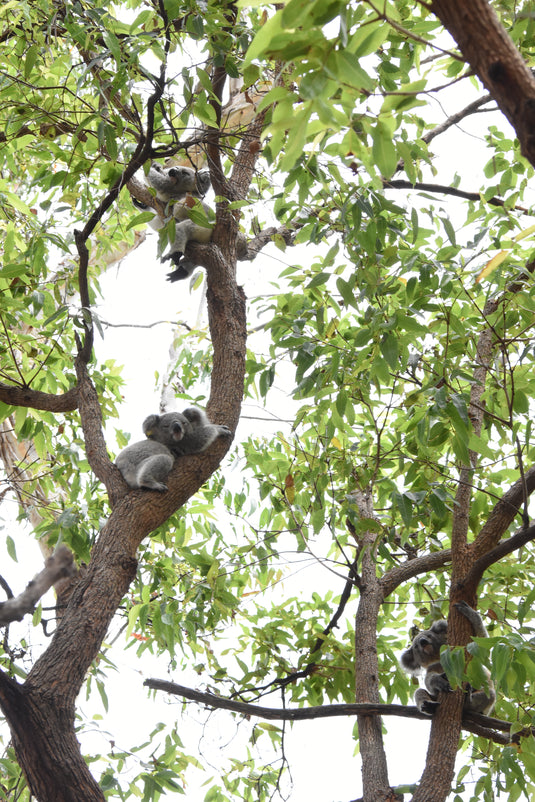 Wild Koala Breeding - giving koalas a future – Koala Conservation Australia