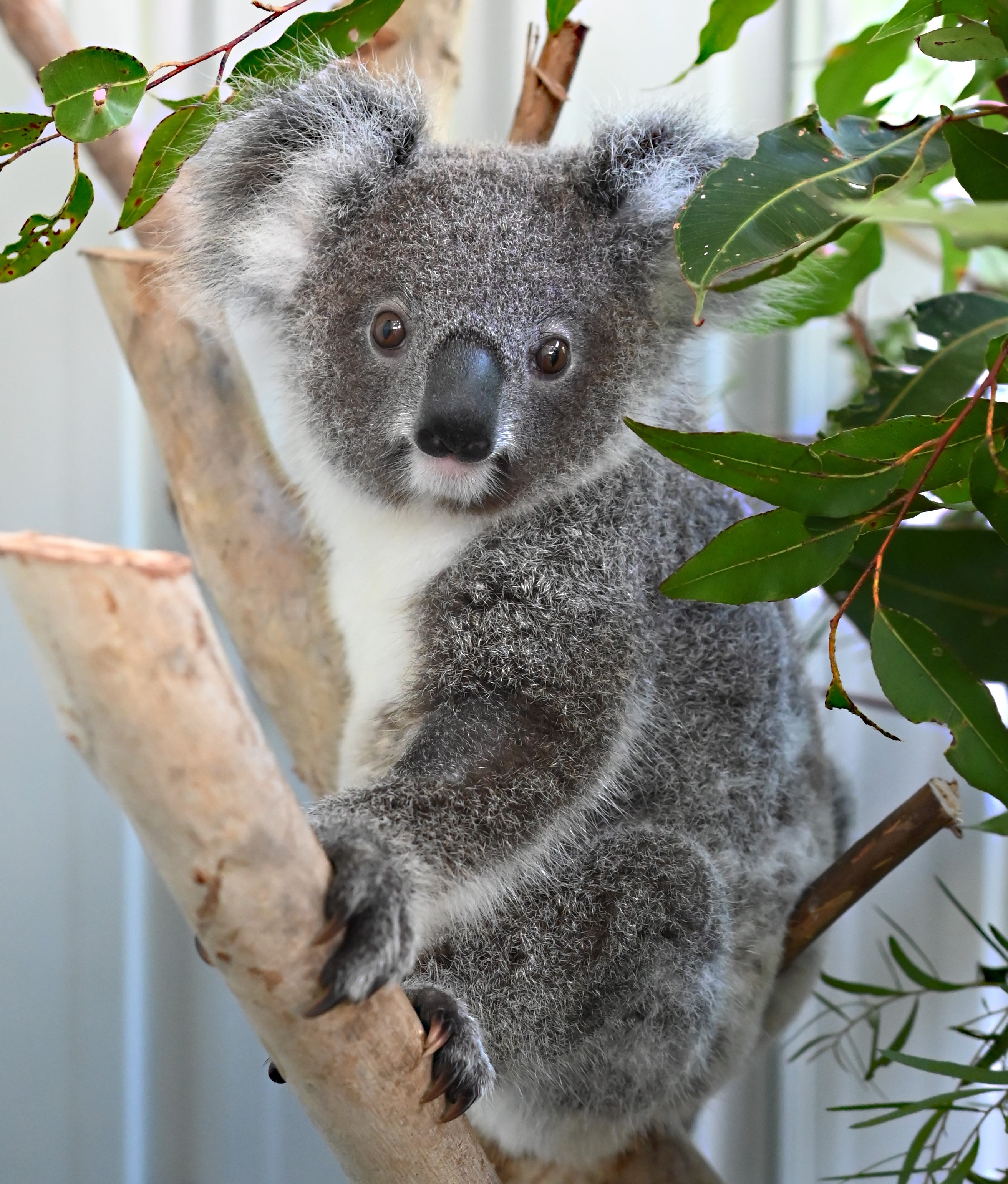 Koala