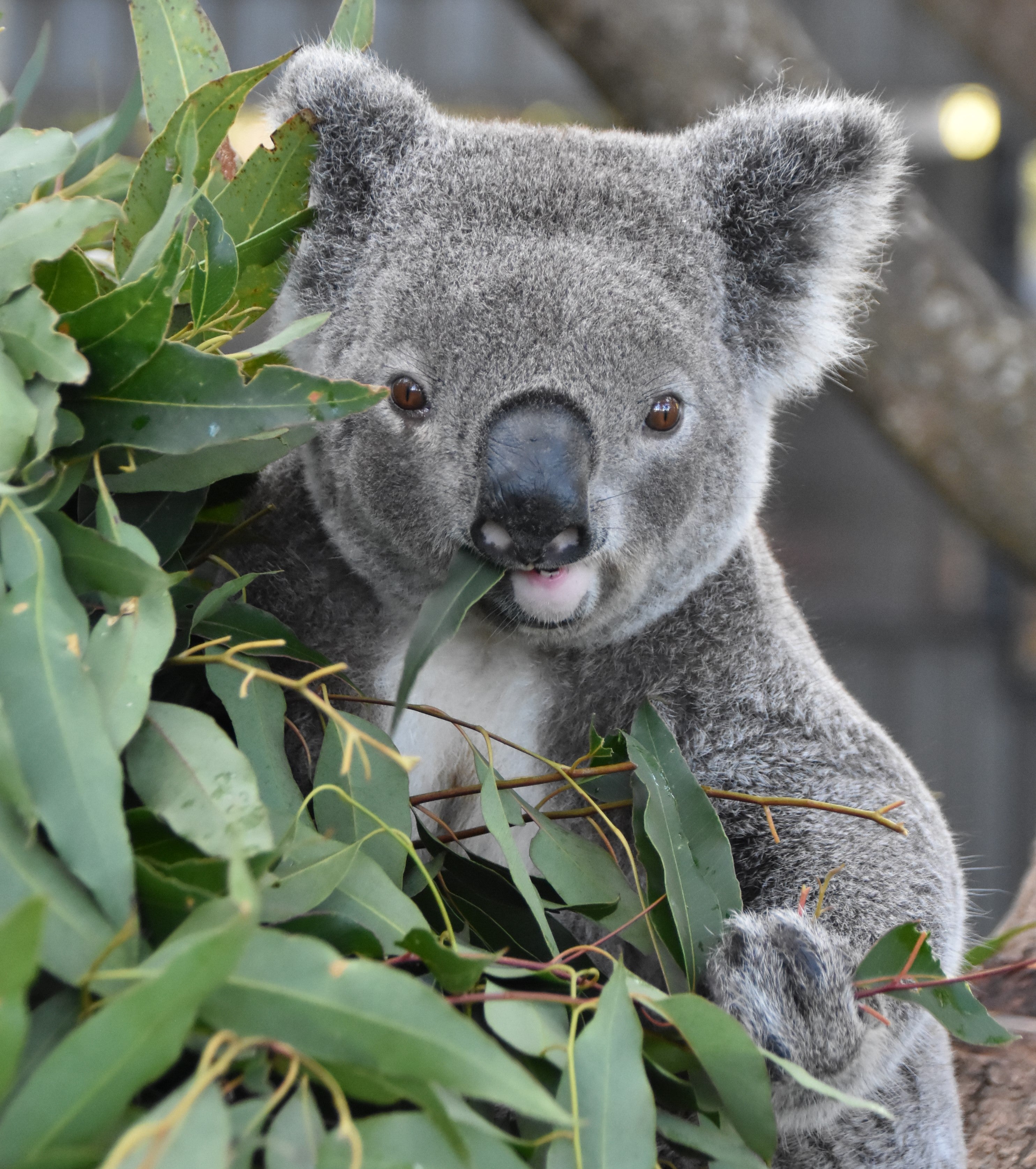 Koala