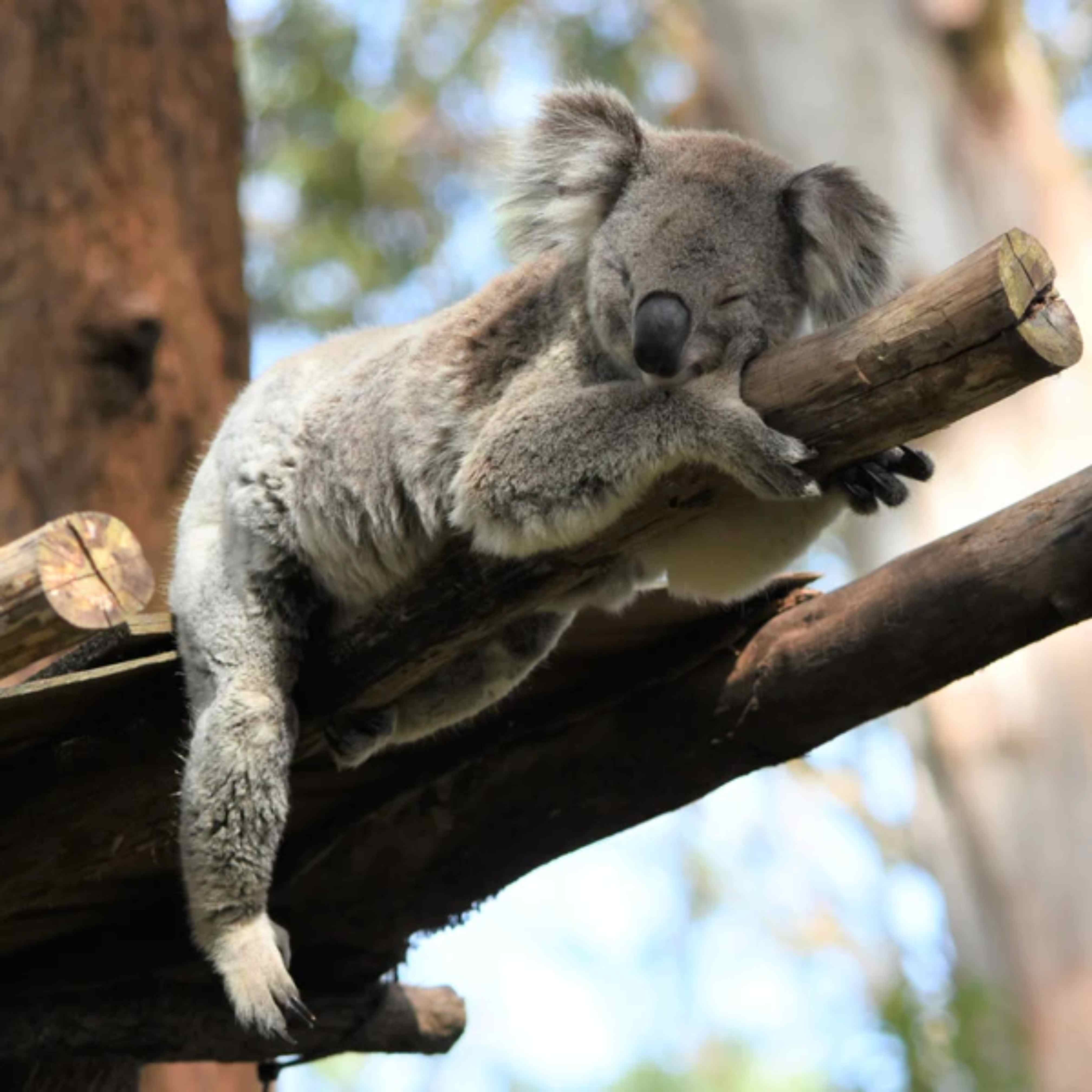 Take a peek at some of the koalas you'll meet at our sites! Every koala has a story to tell....