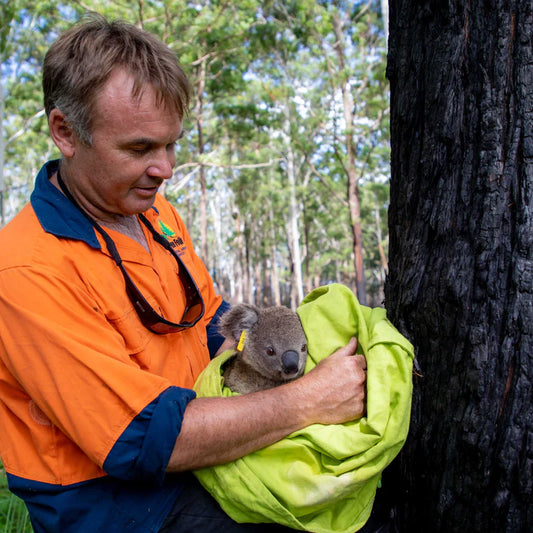 Koala Rehabilitation Online Course