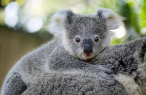 Wild Koala Rescue – Koala Hospital