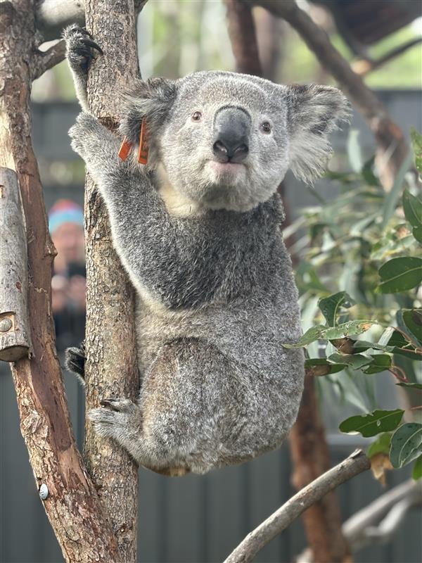 Koala