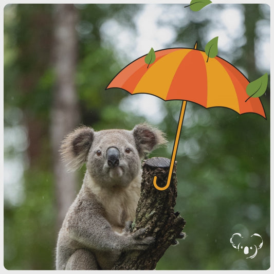 Purchase an Umbrella for a Koala