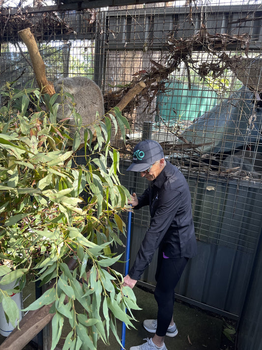 Koala rehabilitation practical program education qualification