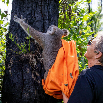 Koala Capture Bag