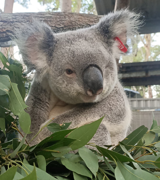 Adopt an injured Koala - Cangleska Wakan (CW)