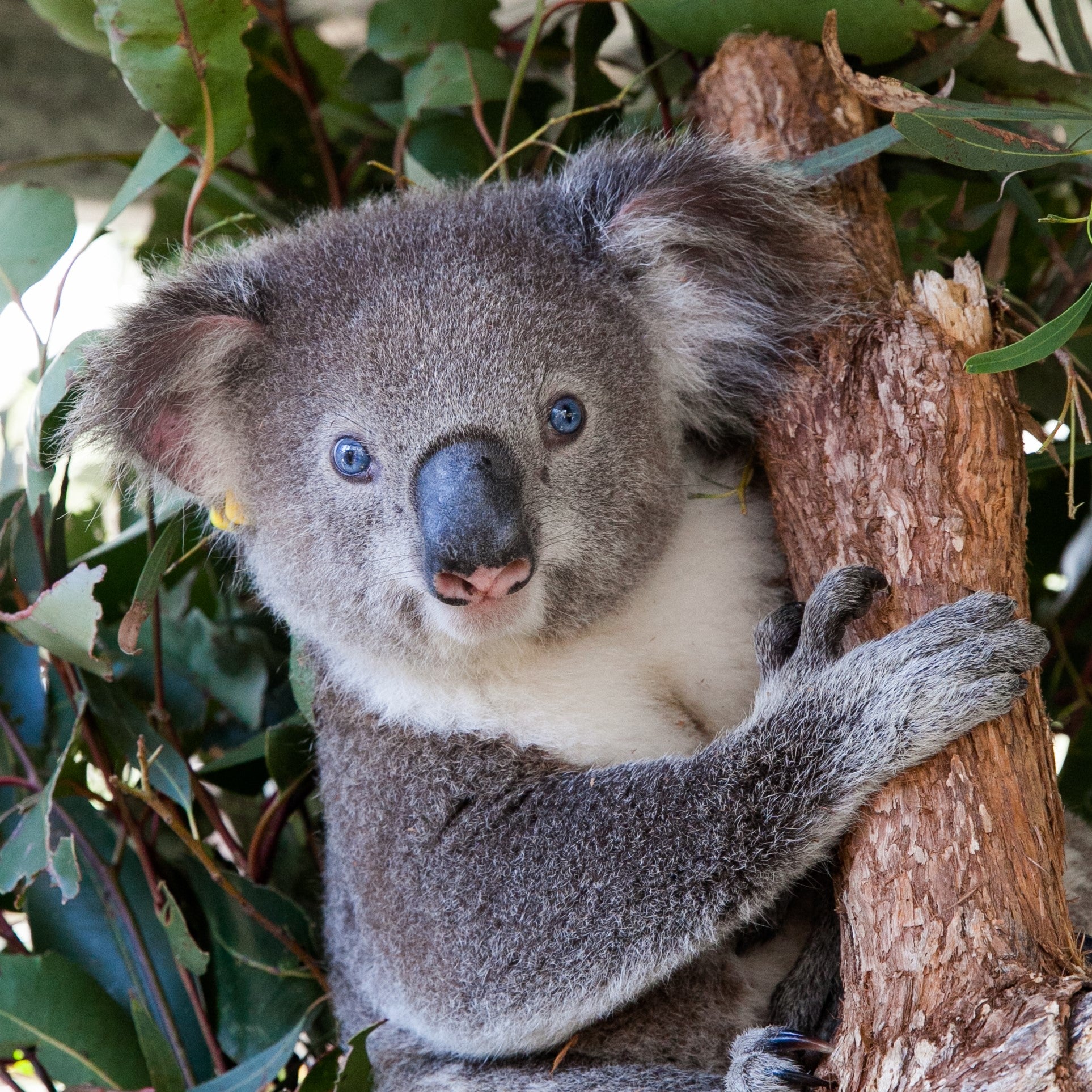 Koala