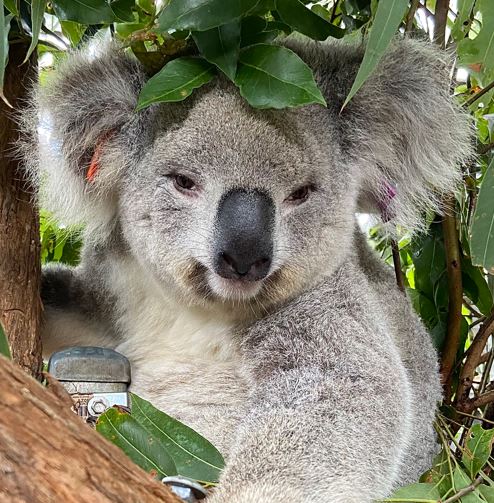 Koala